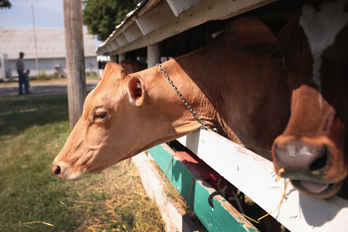 We deserve to know where Trump and Biden stand on factory farming