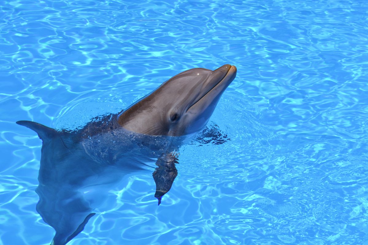 I went swimming with dolphins on vacation—and why I’ll never do it again