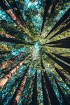 Anarchy versus authority: Do humans need to be ruled?