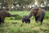 We can’t let African wildlife centers fail – here’s why