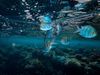 grey and black striped fish underwater