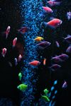 Why Brexit is making the future of fish look so bleak