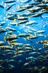 Why now is a critical time in the fight to end overfishing