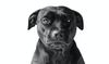 PETA and Staffordshire Bull Terriers: Why the call to eradicate the breed has to end