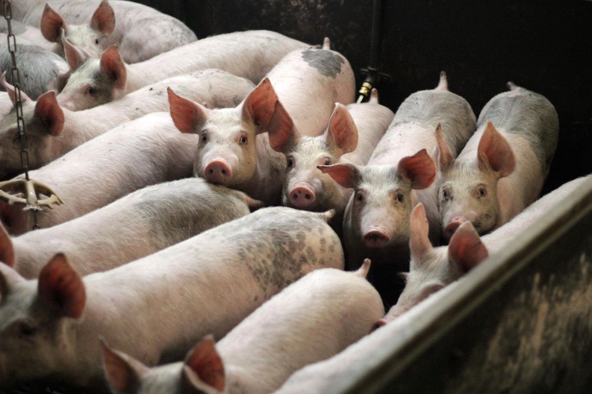 Why antibiotics being used on healthy farm animals is an issue for humans