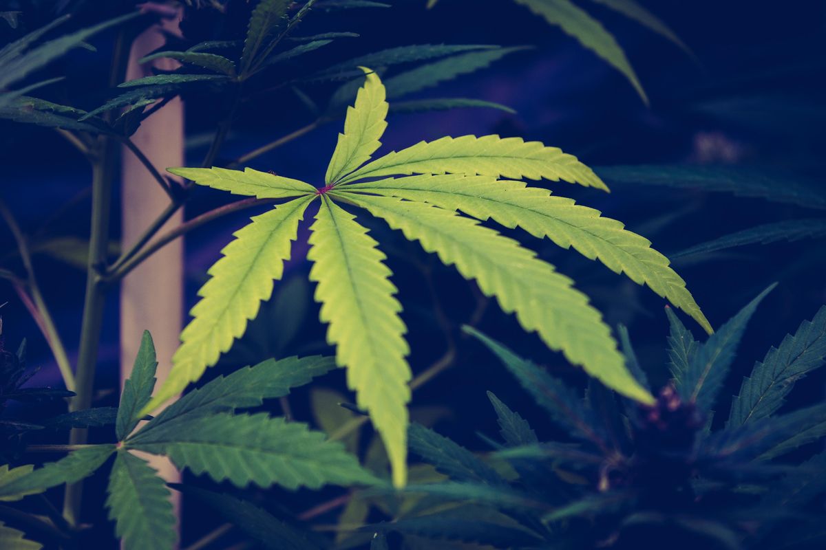 Why the MORE Act is a step in the right direction to unravel the infamous legacy of the war on drugs