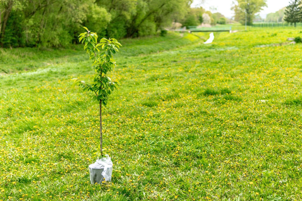 Why planting your own tree is a great way to connect with the environment