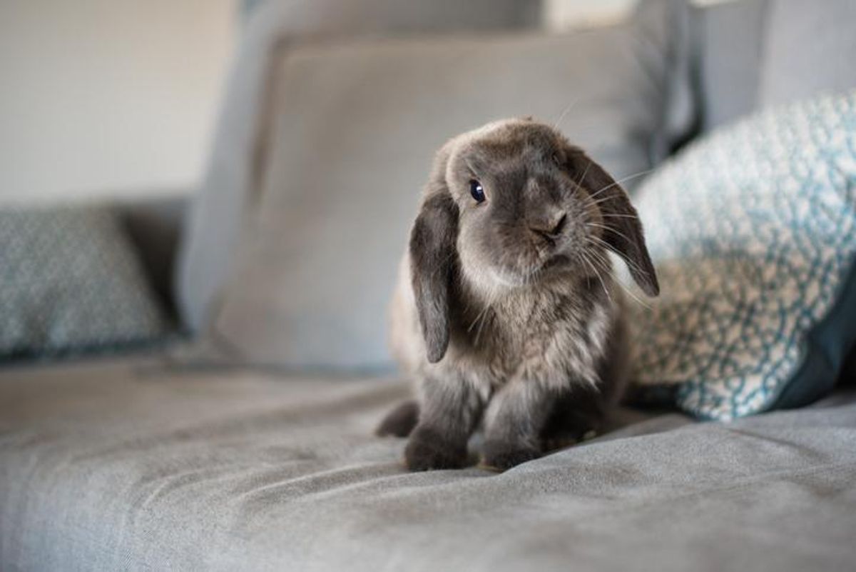 How the Sigmund Freud rabbit photo shows what therapy is about