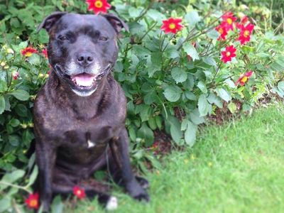 Staffordshire Bull Terrier