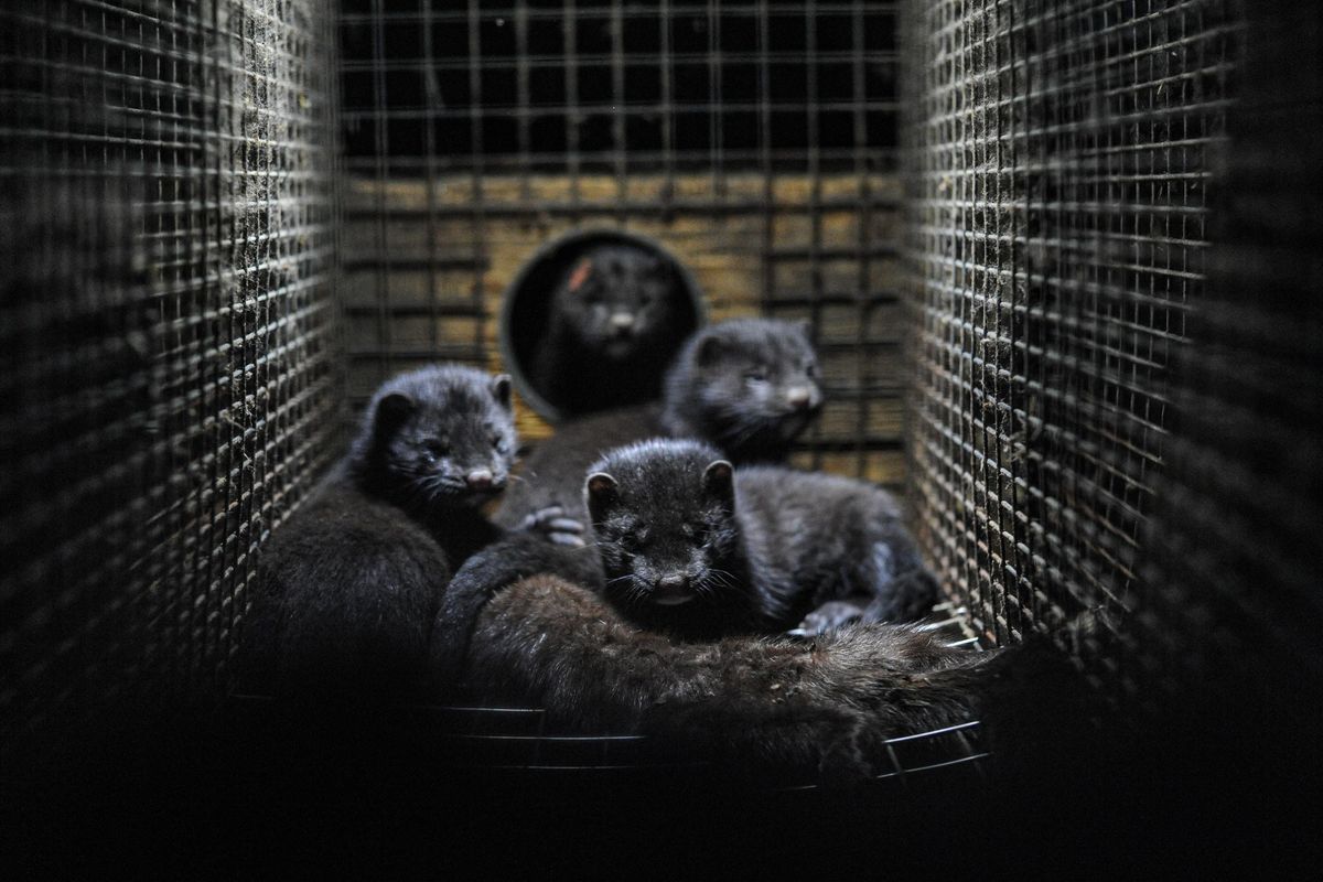 Mink caged at a Swedish fur farm