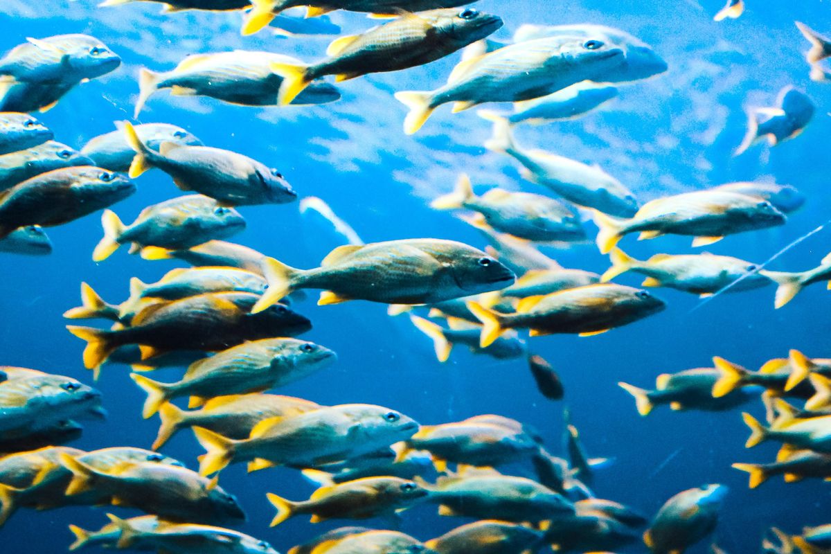 Why now is a critical time in the fight to end overfishing