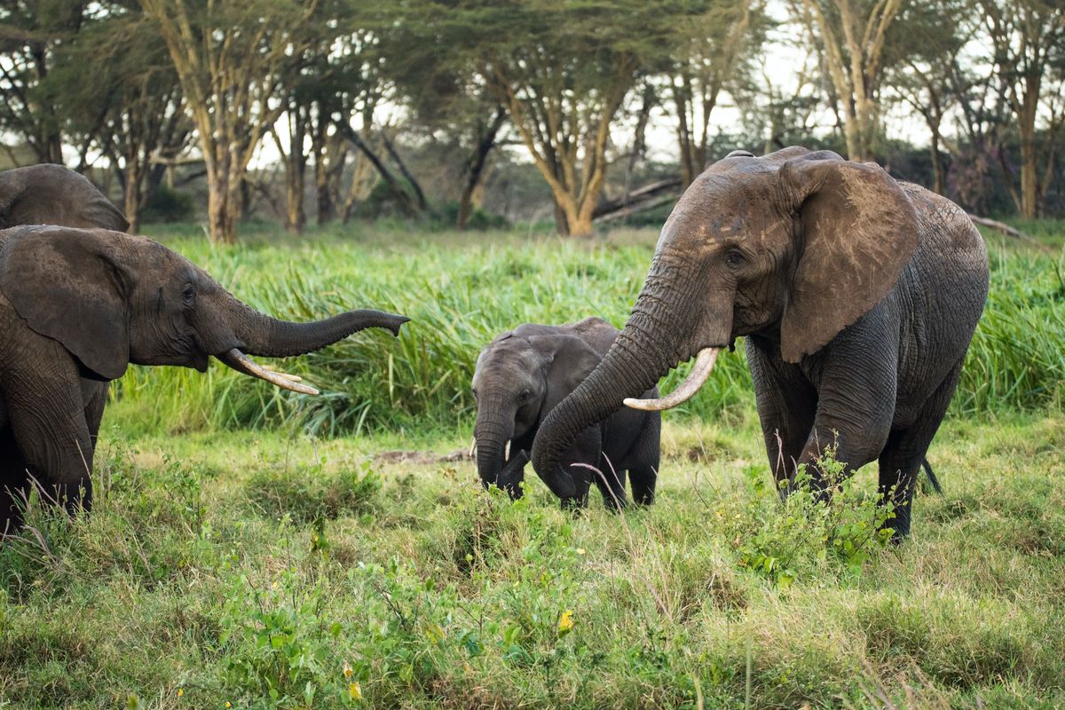 We can’t let African wildlife centers fail – here’s why